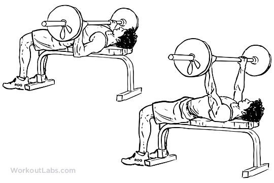 Barbell_Bench_Press_M_WorkoutLabs.png