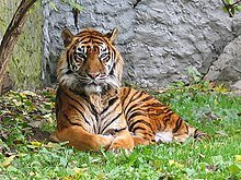 220px-Panthera_tigris_sumatran_subspecies.jpg