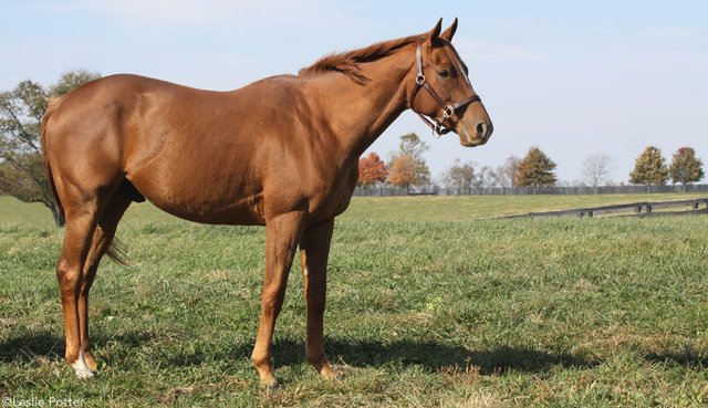 chestnut-horse-autumn_1000.jpg