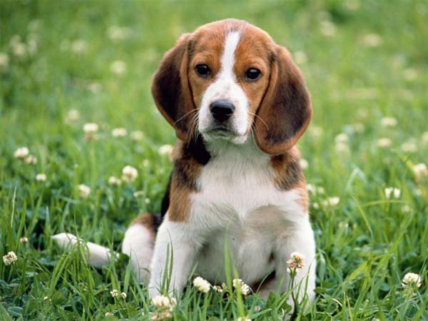 beagle-dog.jpg