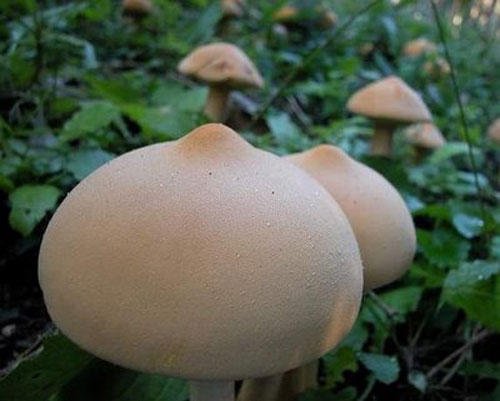sexy-veggie-mushroom-boobs.jpg