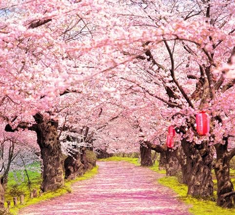 Cool-Latest-Vinyl-1-W-x1-5-H-m-Photography-Background-Outdoors-Sakura-Bloom-Scene-Free.jpg_640x640.jpg