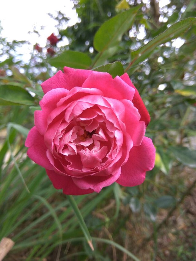 32 Bunga  Mawar  Merah Nama  Ilmiah  Gambar Bunga  Indah