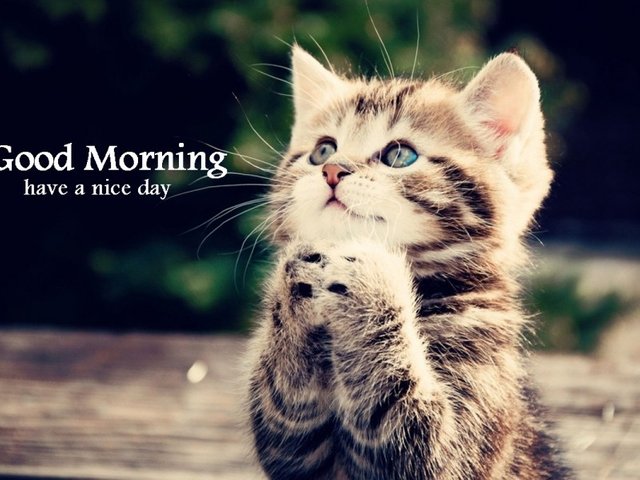 Good-Morning-Cat-Image-wg16158.jpg
