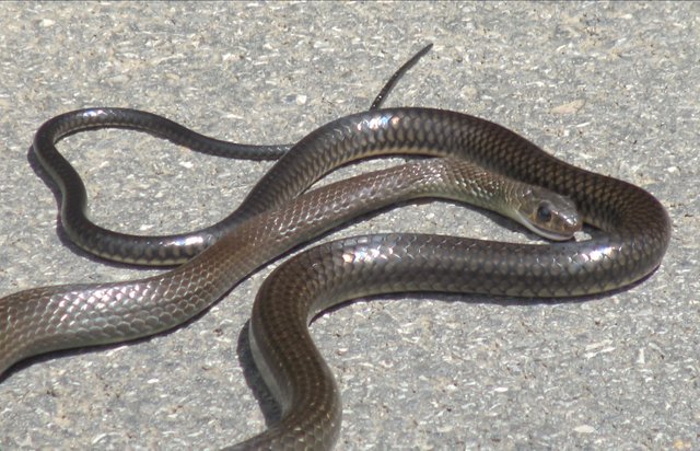 monocledcobra.jpg