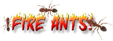 ants.jpg