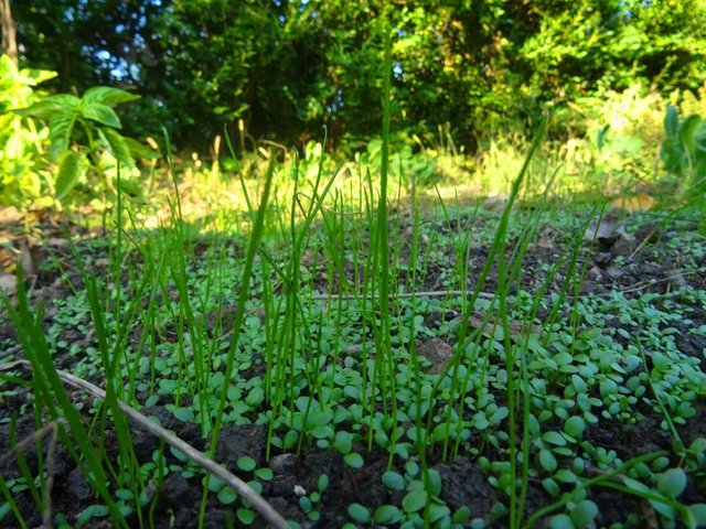 seedlings.JPG