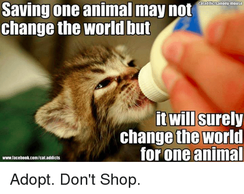 cataddictsanony-mouse-saving-one-animal-may-not-change-the-world-6039549.png