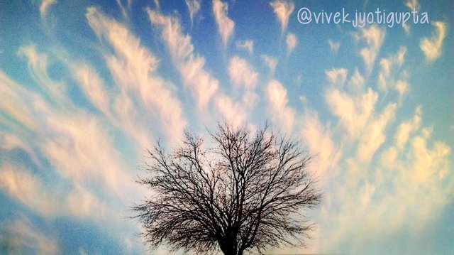 Cloud Tree-01.jpg