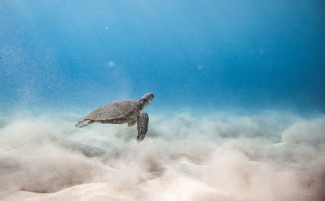 Swimming-with-a-Hawaiian-Sea-Turtle-2-1024x635.jpg