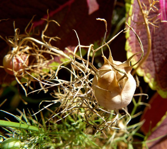 nigella seed pods.jpg