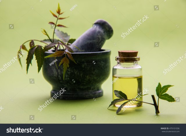 stock-photo-ayurvedic-anti-bacterial-herbs-neem-lilac-azadirachta-indica-with-oil-in-bottle-with-mortar-479101036.jpg