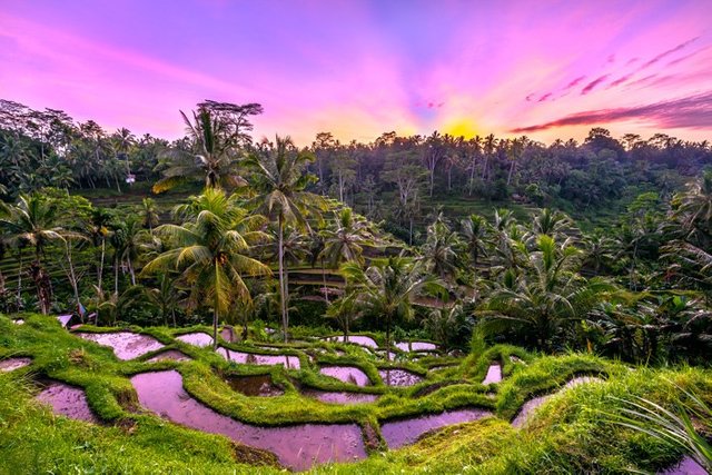Sunrise-Tegallalang-Rice-Terraces-Bali_DSC4330_Adventurestep.jpg.jpg