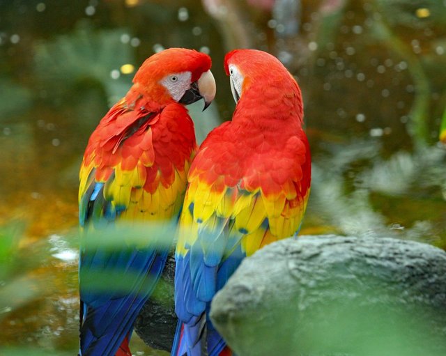 close-up-of-scarlet-macaws-perching-on-rock-688089425-588f826a5f9b5874ee2df78d.jpg