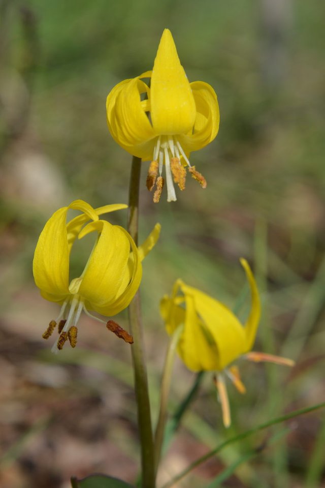 yellow_flower_macro_3.jpg