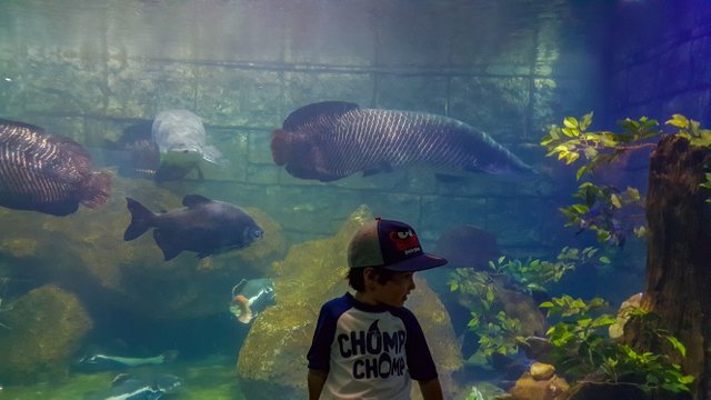 Vinpearl Land Phu Quoc Aquarium 2.jpg