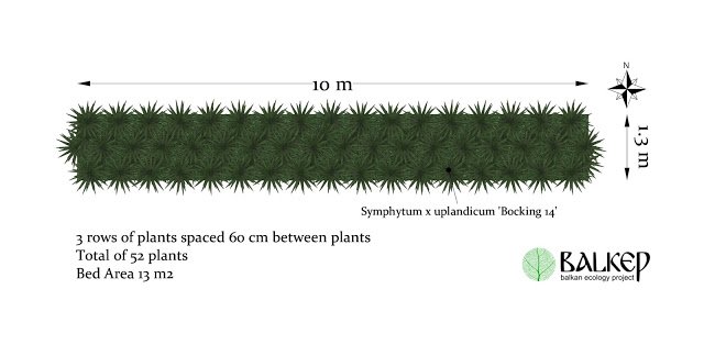 Comfrey_Bocking14_Balkan_Ecology_Project.jpg