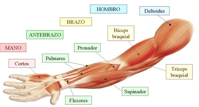 musculos_e-superiores.jpg