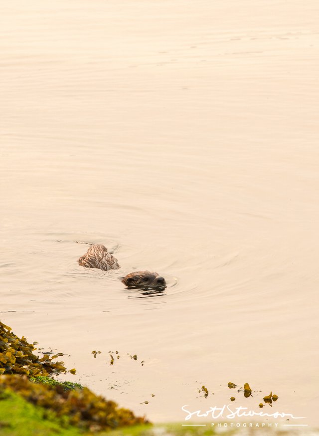 River Otter-2.jpg