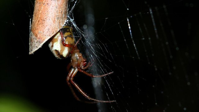 Arachnida Araneae Araneidae Phonognatha graeffei BY Tas 2018-03-02.jpg