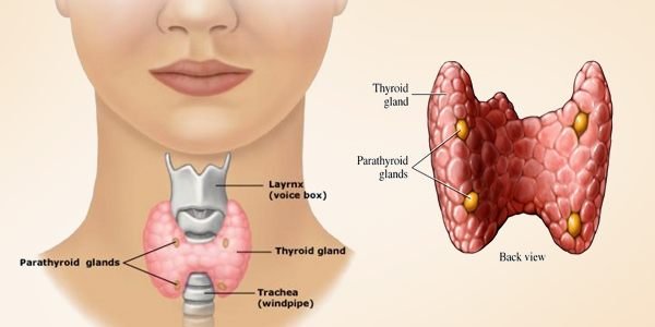 thyroid-gland-function-location-and-disease-organs-of-the-body-where-are-thyroids-located.jpg