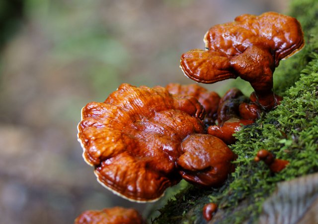 linhzhi-ganoderma-lucidum_mushroomsworld.jpg