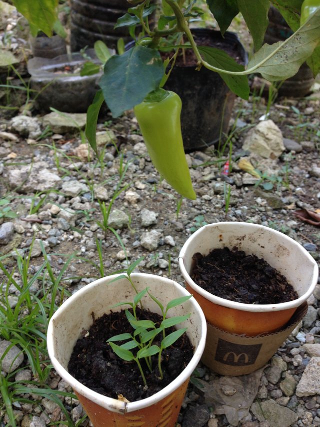 veggies & herbs - bell pepper.JPG