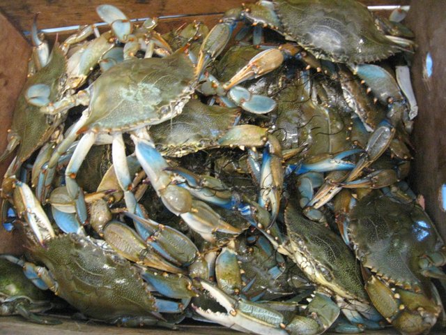 Male Crabs 2.JPG