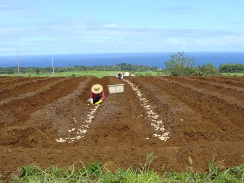 planting ginger.jpg.cf.jpg