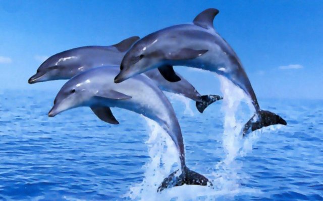 dolphins_jumping.jpg