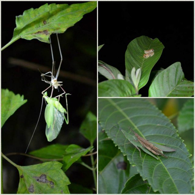 Agumbe Rainforest4.jpg