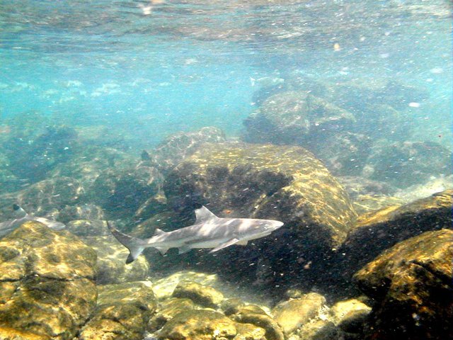 10-Contrast-of-black-tip-reef-shark-in-the-phi-phi-shark-watch-snorkel-tour (15).jpg