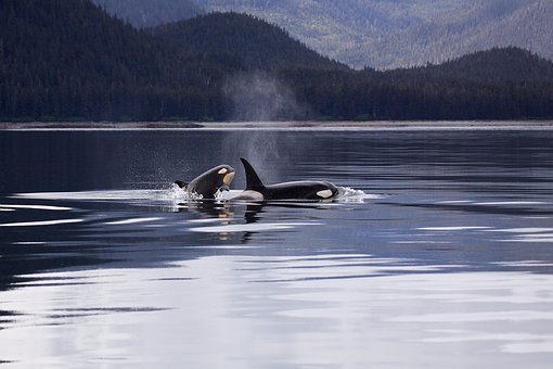 killer-whales-1945428__340.jpg