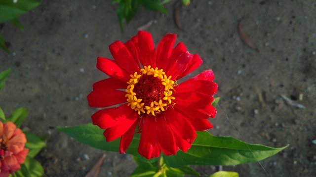 zinnia (1).jpg