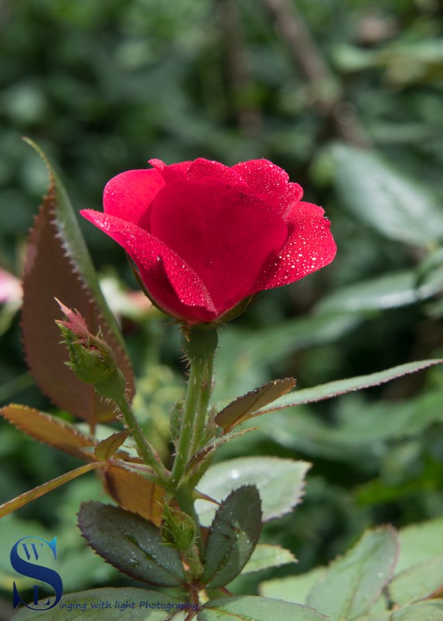 monomad flower pinks-2.jpg