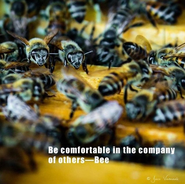 Inspirational Messages from the Bee.jpg