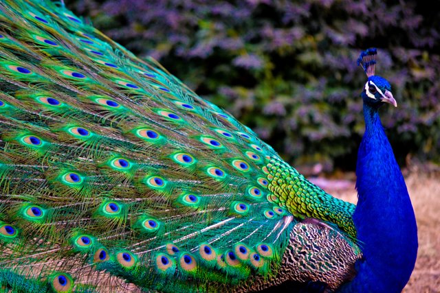 Colorful_Blue_Indian_Peacock_Bird_HD_Photo.jpg