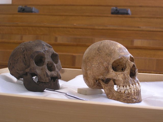 800px-H-floresiensis-Cretan-microcephalic.jpg