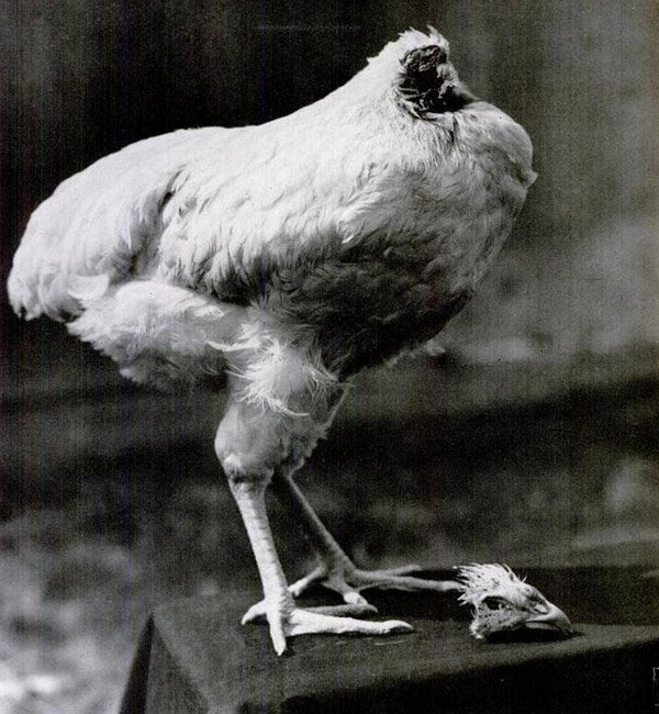 mike-the-headless-chicken1.jpg