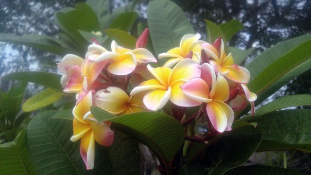 pink-yellow-frangipanis.jpg