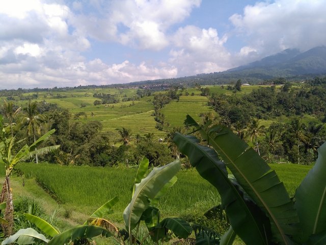 rice field yello.jpg