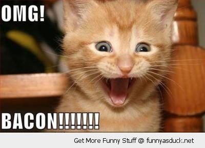 funny-happy-smiling-cat-kitten-omg-bacon-pics.jpg