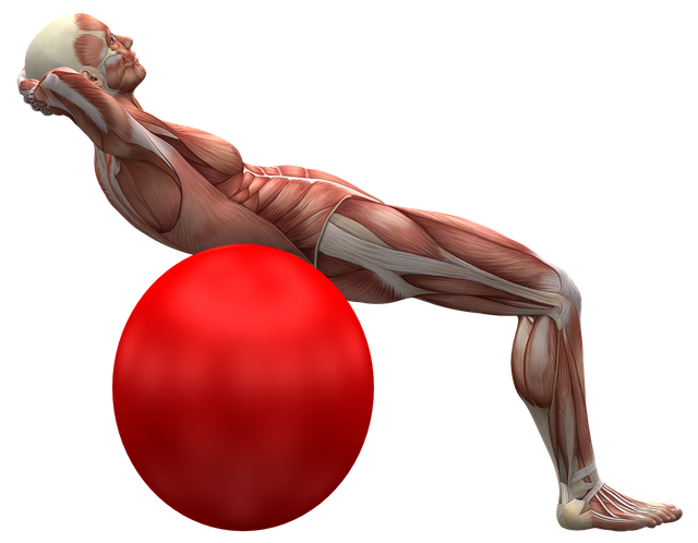 exercise-ball-2277451_1280.png
