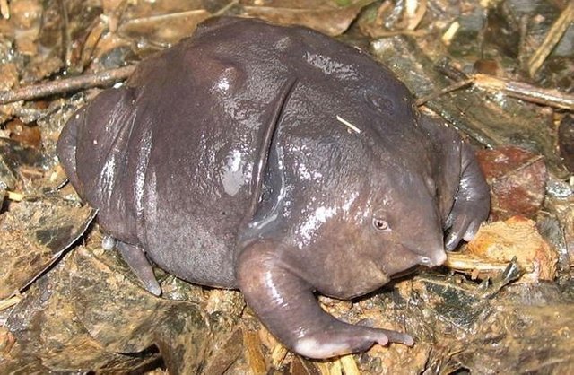 purple frog_Innerhacking_Com.jpg