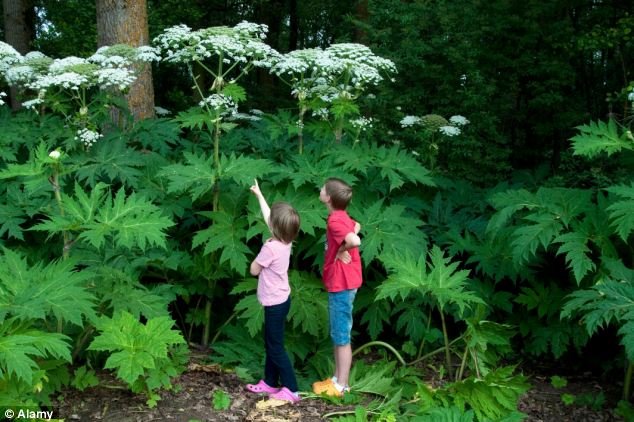 giant-hogweed.jpg