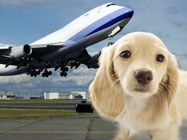 Tips-on-Air-Travelling-With-Your-Pets.jpg