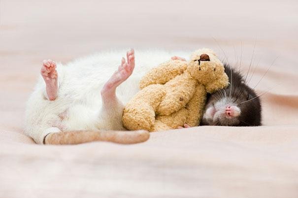 rats-with-teddy-bears-jessica-florence-5.jpg