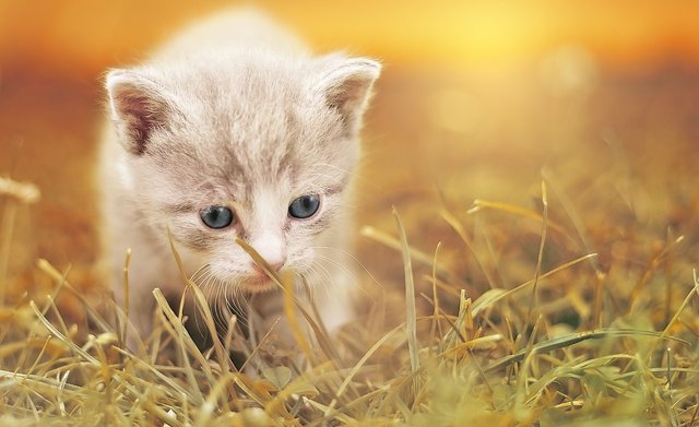 small cato.jpg