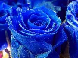 Indigo Roses.jpg