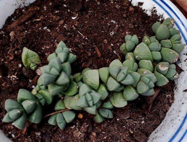 delosperma lehmanii.jpg